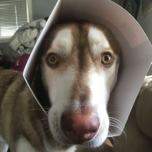 Meet your Posher, Lindsay